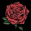 Hand Drawn Red Rose on Black 1180603 Vector Art at Vecteezy