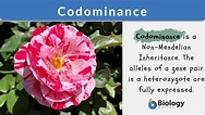 Codominance - Biology Online Dictionary