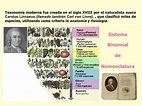 La Teoría de la Evolución de Carl von Linneo: Descubre sus Principales ...