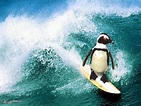 Surfing Penguin - Worth1000 Contests