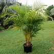 8 tipos diferentes de palmeras