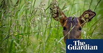 The week in wildlife – in pictures | Environment | The Guardian