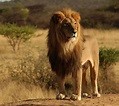 Galería de imágenes: Fondos de pantalla de leones