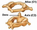 osteologia: Atlas y el Axis