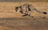 Top 20 Cheetah Facts - Diet, Size, Habitat & More | Facts.net