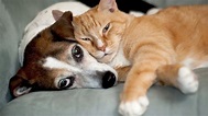 photo de chat et chien trop mignon