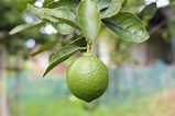 Citrus × latifolia 'Bearss Lime' (Persian Lime)