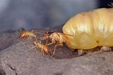 Termite Queen by Yudy Sauw / 500px | Chồng, Côn trùng