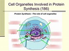 Cell organelles involved in protein synthesis Diagram | Quizlet