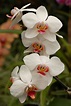 File:Orchid Cultivar White Flowers 2000px.jpg - Wikimedia Commons