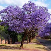 le jacaranda – jacaranda mimosifolia flamboyant bleu – Dadane