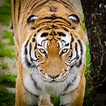 Tigre, Impresionantes fotos en HD del gran Felino