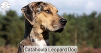 The Catahoula Leopard Dog - Curious? Get The Facts Here!