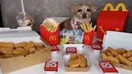 Can Dog Eat Mcdonalds