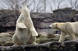 北極熊大舉入侵！俄羅斯新地島家長不敢送小孩上學 當局宣布進入緊急狀態-風傳媒