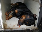 RSPCA release images of dogs that have died after being left in hot ...