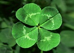 The Lucky 4-Leaf Clover: Facts and Myths