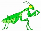 How to Draw a Praying Mantis: 12 Steps (with Pictures) - wikiHow