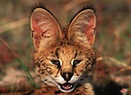 12 Raubkatzen, die Du (vielleicht) nicht kennst | WWF Blog