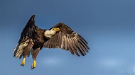 Eagle Wings Open Wallpaper,HD Birds Wallpapers,4k Wallpapers,Images ...