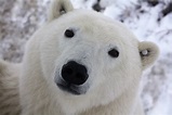 Churchill Polar Bear Day Tours From Winnipeg | Heartland Travel and ...