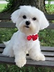 Maltese Adult Dogs * You can get more details of pet dogs by clicking ...