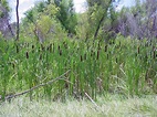 Totora (Typha latifolia): Características, cultivo y cuidados Acuaticas ...