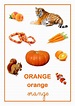 Les couleurs : le orange | Activités de couleur, Exercices pour ...