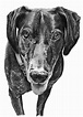 Pencil Drawing of Dog | Pencil Sketch Portraits