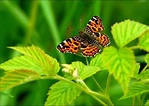 Schmetterlinge bestimmen nach Farben. Welcher Schmetterling ist das?