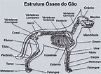 Anatomia - Estrutura Óssea do Cão - Medicina Veterinária