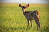Young cute baby red deer, cervus | High-Quality Animal Stock Photos ...
