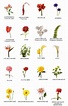 Nombres científicos de las plantas ~ Flower World by Elena