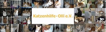 Katzenhilfe Olli e.V. - Katzen München