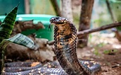 40 King Cobra Facts Explaining Its Fierceness in the Wild - Facts.net