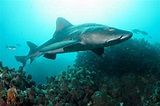 Spotted Gully Shark Information and Picture | Sea Animals