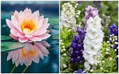 Birth Month Flowers and their Meanings - Good Living Guide