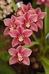 Types of Orchids and How to Grow Them