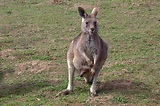 Känguruh mit Jungem im Beutel (Zoo Neuwied) Foto & Bild | tiere, zoo ...