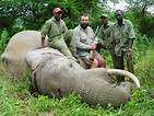 Is Trophy Hunting Helping Save African Elephants?