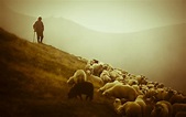 Shepherd the sheep looked around. Wallpapers HD / Desktop and Mobile ...