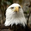 File:Bald Eagle at The National Zoo.jpg - Wikimedia Commons