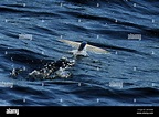 Especies de peces voladores que se despegar de la superficie del océano ...