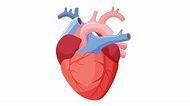 Cómo funciona nuestro cuerpo 2 | Forma y función del corazón | El ...