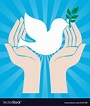 Peace dove symbol Royalty Free Vector Image - VectorStock