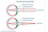 How the eye focuses light — Science Learning Hub