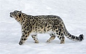 Als Beschäftigung planen leopardo de las nieves Diplomatie Traum ...