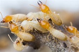 What Do Termites Look Like? How To Find & Identify Any Kind