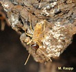 Cathedral Termites, Nasutitermes triodiae — Bug of the Week