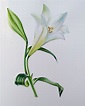 Bild - Blumen, Malerei, Schminke, Aquarellmalerei von solevita81 | kunstnet